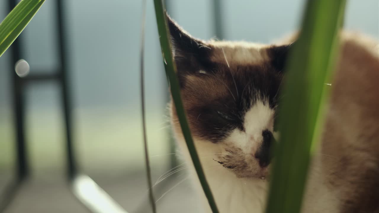 A close-up, documentary-style shot of a sick domestic cat with Feline Immunodeficiency Virus (FIV). Saliva from mouth ulcers, a common symptom of the disease, is visible as it hides behind a plant
