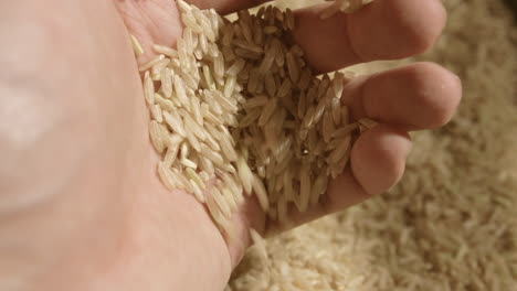 farmer hand inspecting freshly grown rice seeds in macro close up view