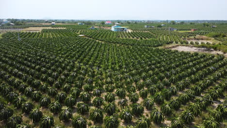 Interminable-Plantación-De-Pitahaya-En-Vietnam,-Sobrevuelo-Aéreo