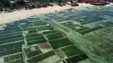 column and rows of seaweed spread out across reef flats float for cultivation in nusa lembongan