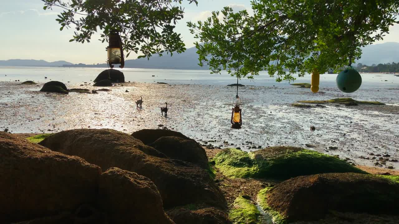 바가에서 달리는 두 마리의 강아지