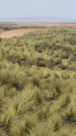 a grassy field in a desert