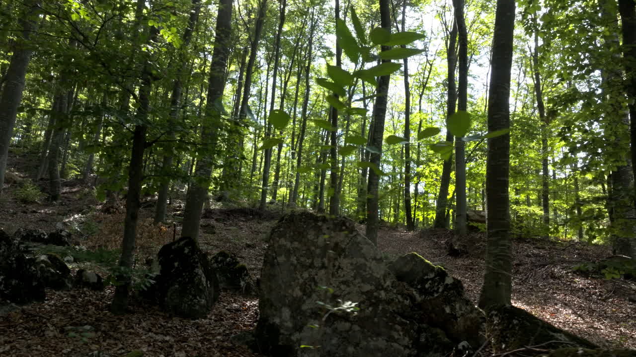 Paesaggio forestale con alberi e rocce