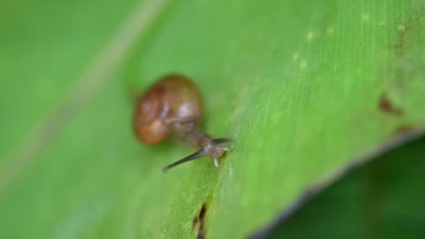 Land-Snail,-Sarika-Snail