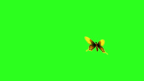 animated colorful beauty butterfly on green screen chroma key