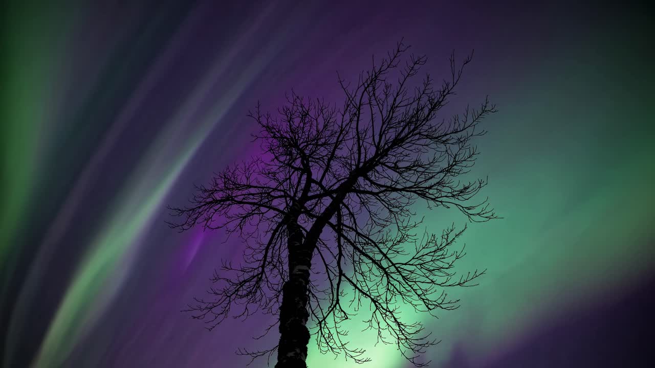 Silhouetted tree against vibrant green aurora, captured from a low-angle