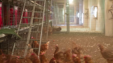 Hens-move-up-and-down-ladders-in-poultry-barn,-egg-production