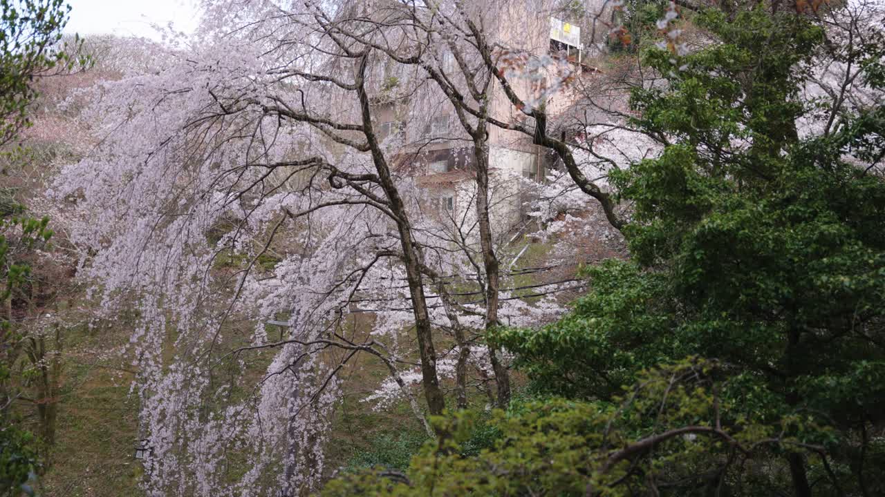 somei yoshino sakura en nara, primavera en japón 4k
