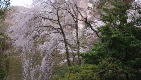 somei yoshino sakura in nara, springtime in japan 4k