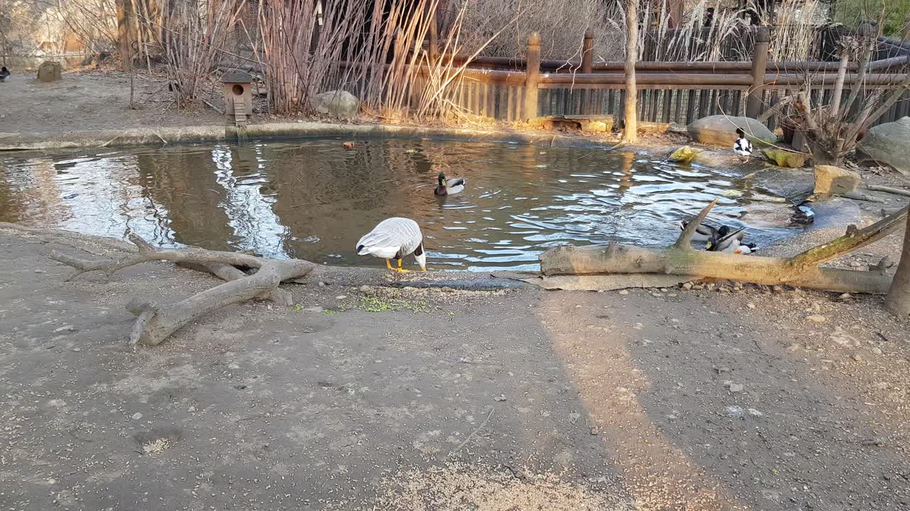 오리, 비둘기, 포차드로 가득한 호수 옆의 붉은 볏 포차드
