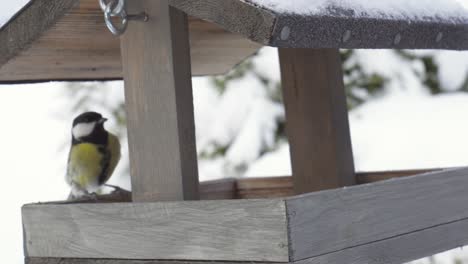 blue and great tit birds in snow-covered wooden house feeder