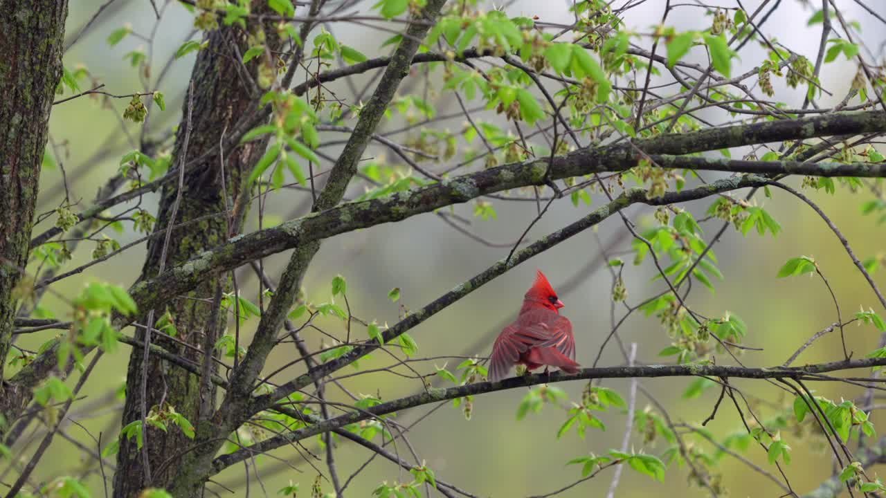 A northern cardinal shaking and preening its feathers while perched on a branch on a rainy day before taking flight.