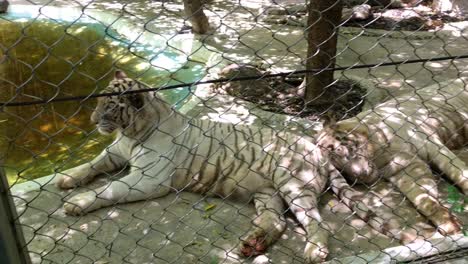 Two-big-white-Bengal-tiger-rests-in-the-cage-of-the-zoo-in-Thailand