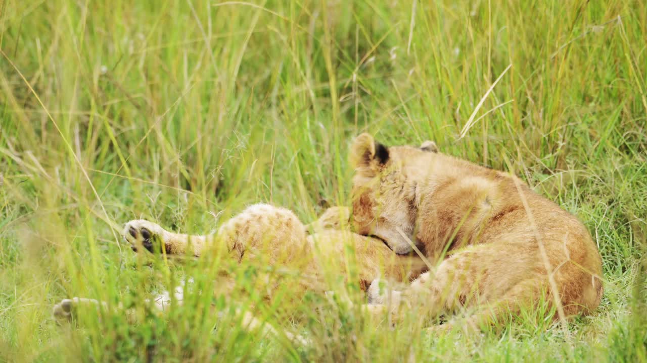 slow motion van leeuwenkinderen die spelen in afrika, grappige baby dieren van schattige jonge leeuwen in het gras op afrikaanse wildlife safari in masai mara, kenia in masai mara national reserve groene grassen