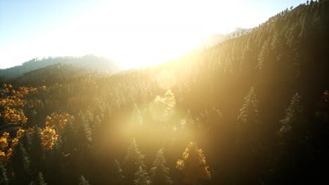 vuelo aéreo con drones sobre un bosque de pinos en la montaña al atardecer