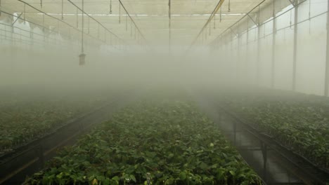 Greenhouse-misting-system-in-action