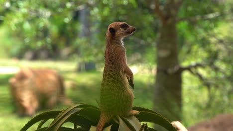 african small mongoose, meerkat, suricata suricatta on sentry duty, standing on its hind legs, perch on a high point, guarding the perimeter, selective focus close up shot