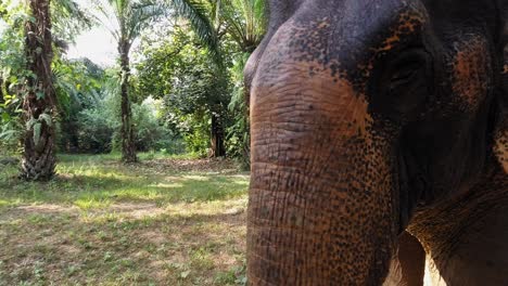 An-enormous-old-elephant-walking-through-the-park-surrounded-by-tall-palm-trees-in-Khao-Sok-in-Surat-Thani,-Thailand---closeup-shot