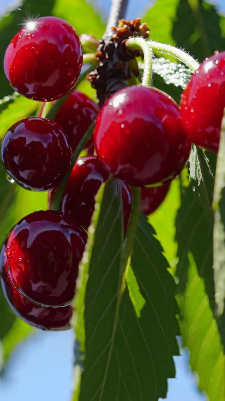 Video ravvicinato di ciliegie mature su un ramo d'albero, ripreso da un angolo basso