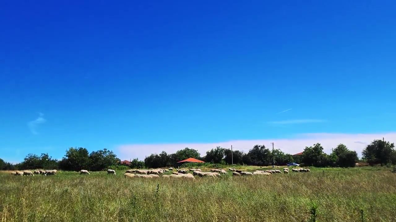 Un gregge di pecore su un campo in una soleggiata giornata estiva.