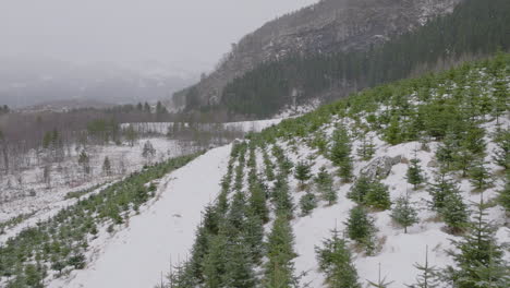 drone shot flying over christmas tree plantation and farm in norway