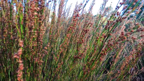 tall grass swaying in the wind