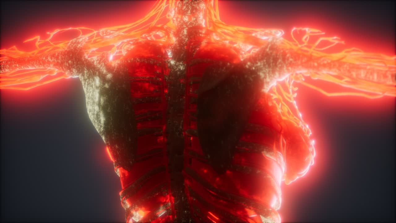 animación colorida del cuerpo humano que muestra huesos y órganos