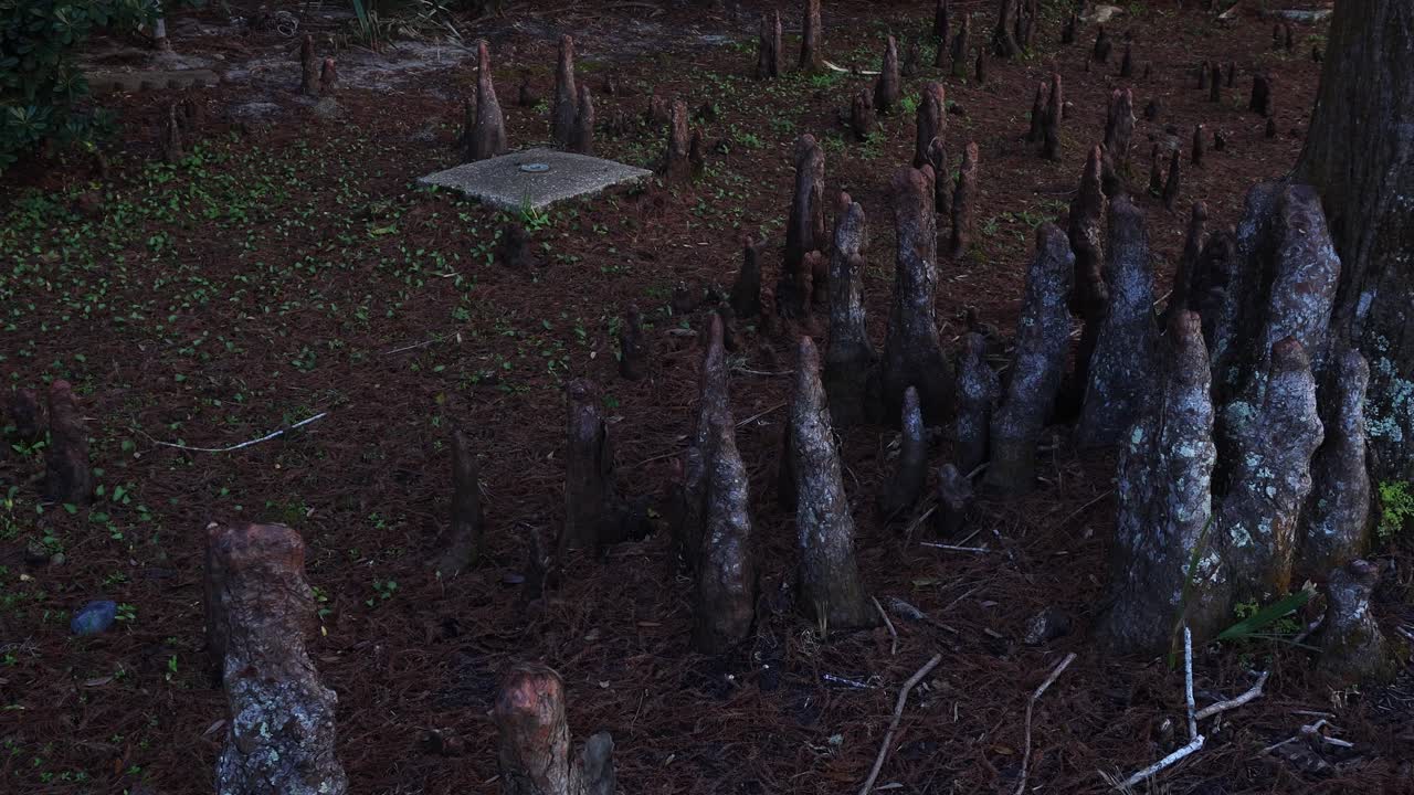 The roots of a tree growing out of the ground create a scene of nature's beauty. On the soil, there's some low-lying vegetation