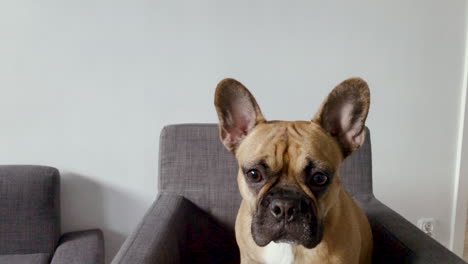 French-bulldog-face-close-up