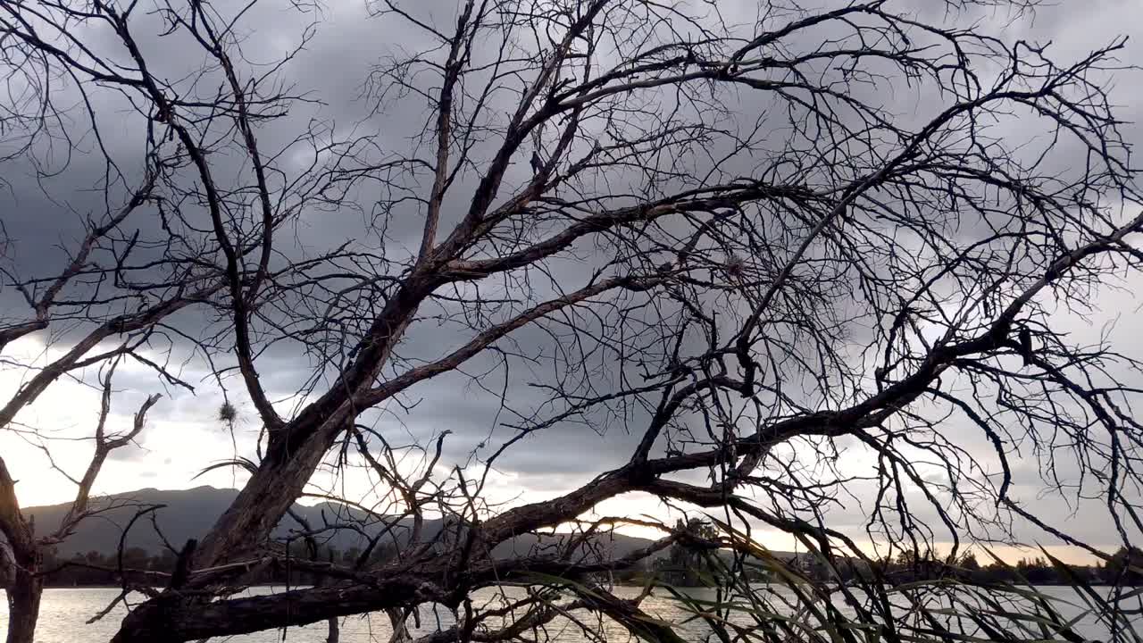 나무의 가지를 통해 구름의 hyperlapse