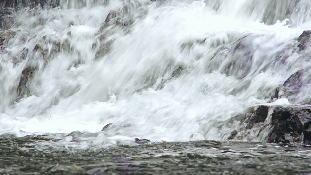 남동부 알래스카의 바라노프 섬에 있는 파블로프 항구의 민물 만으로 흘러드는 파블로프 강 위로 연어가 뛰어오르고 있습니다.