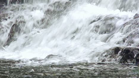 Salmon-jumping-up-Pavlof-River-flowing-into-Freshwater-Bay-in-Pavlof-Harbor-on-Baranof-Island-in-Southeast-Alaska