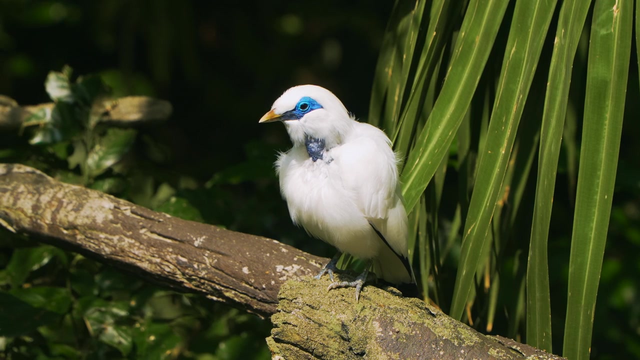 Maina di Bali in pericolo critico di estinzione con una maschera blu intorno agli occhi che si liscia le piume su un ramo muschioso, poi vola via all'Aviario Edward Youde.