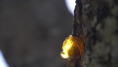 Primer-Plano-Soleado-En-Una-Gota-Seca-De-Savia-De-árbol