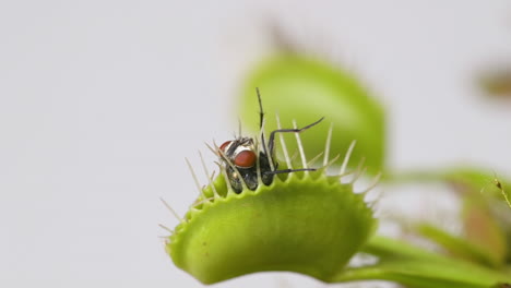 Venus-Planta-Atrapamoscas-Con-Mosca-Doméstica-Atrapada