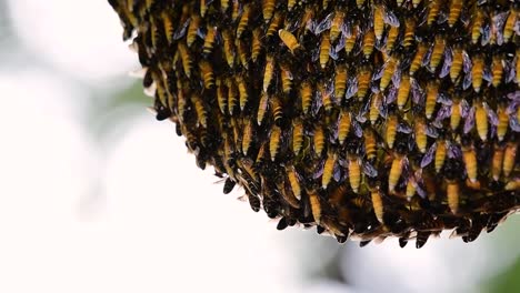 巨型蜜蜂 (giant honey bees) 建立了巨大的巢穴, 裡面有對稱的<unk>袋, 用來儲存蜂蜜作為食物來源.