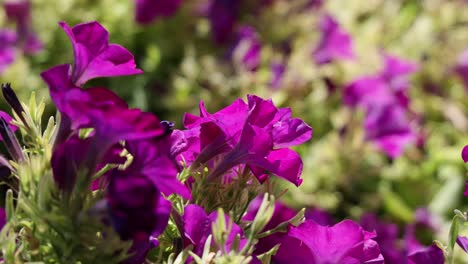 close-up of purple flowers in a garden