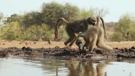 a thirsty troop of chacma baboons drinking in front of an underground hide, botswana.