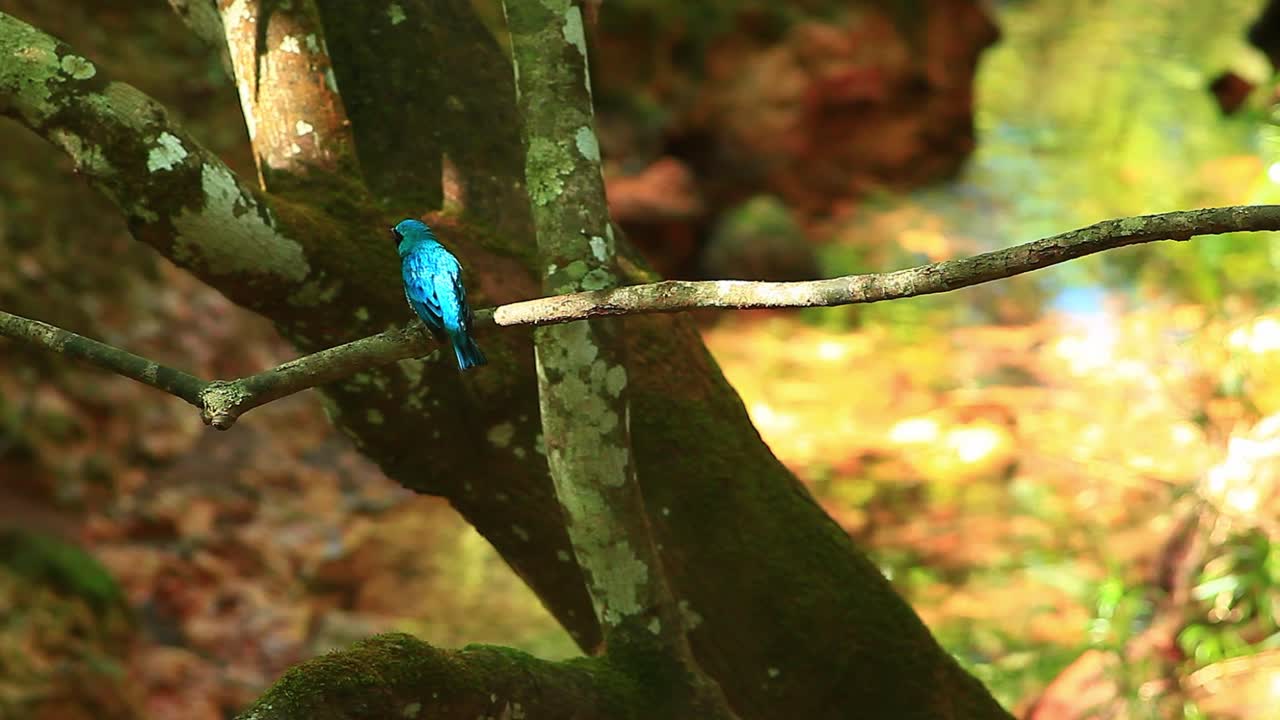 pájaro tanager de golondrina, en la luz del sol, tersina viridis, posado en el árbol, golondrina, tanager, aves neotrópicas, familia thraupidae, cinematográfico, bokeh, plano de cerca, pájaro, colorido, vívido, plano ancho