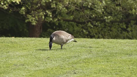 2 gansos pastando hierba en un entorno urbano - centro de vancouver, canadá