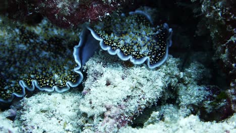 Large-colourful-flatworm-with-small-soft-spikes-on-its-back-crawls-carefully-through-a-coral-reef-in-search-of-food