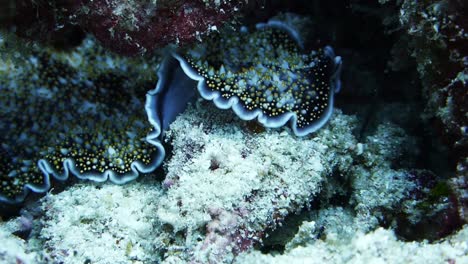 large colourful flatworm with small soft spikes on its back crawls carefully through a coral reef in search of food