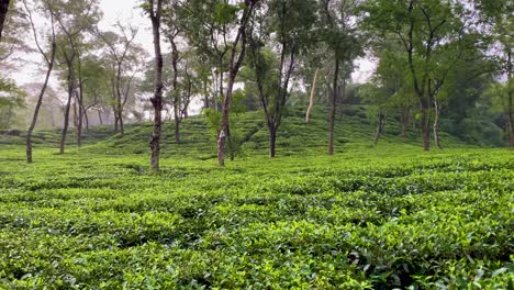 pan shot of the amazing noor jahan tea garden in sylhet, bangladesh, green plants and trees