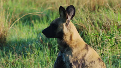 Perro-Salvaje-Africano-Bostezando-Y-Descansando-Sobre-La-Hierba