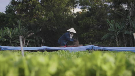 a traditional organic subsistence farmer throws compost onto vegetable patch in asia, vietnam