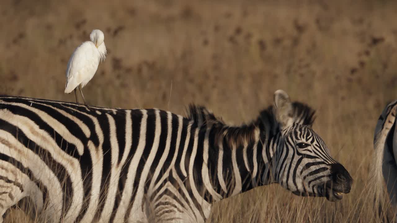 La zebra guarda l'airone guardabuoi appollaiato sulla sua schiena e scuote la criniera.