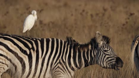zebra looks at cattle egret perching on its back and shakes its mane