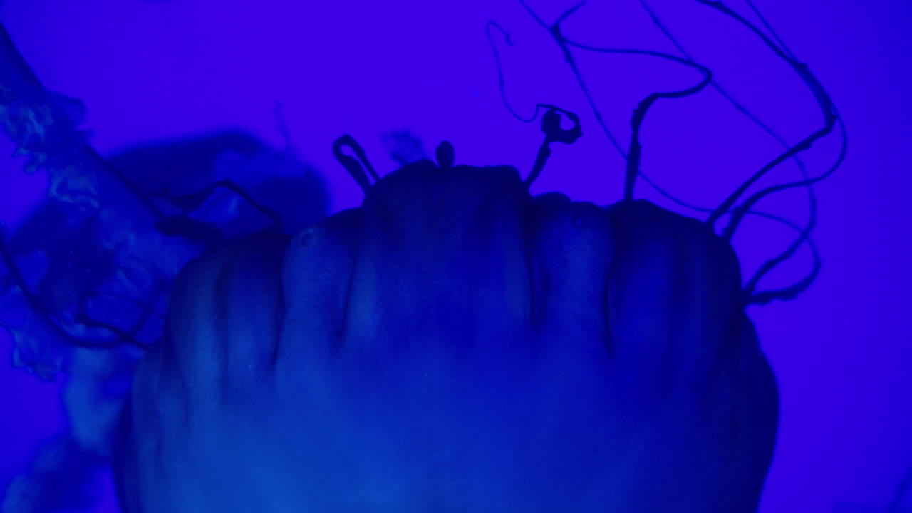 Filmato 4K di meduse in un acquario che cambiano colore