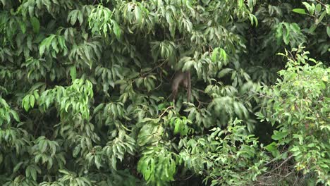 baboon climbs a tree and disappears