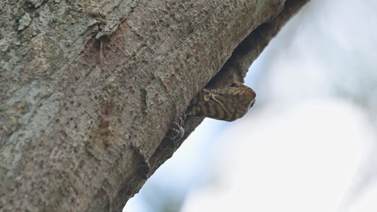 глядя из своей норы, как будто это окно квартиры в лесу, облачный монитор ящерица varanus nebulosus, таиланд